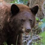 black bear NPS