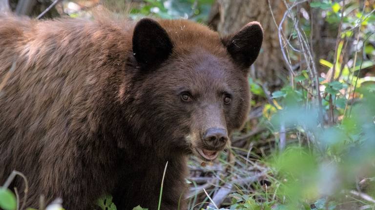 black bear NPS